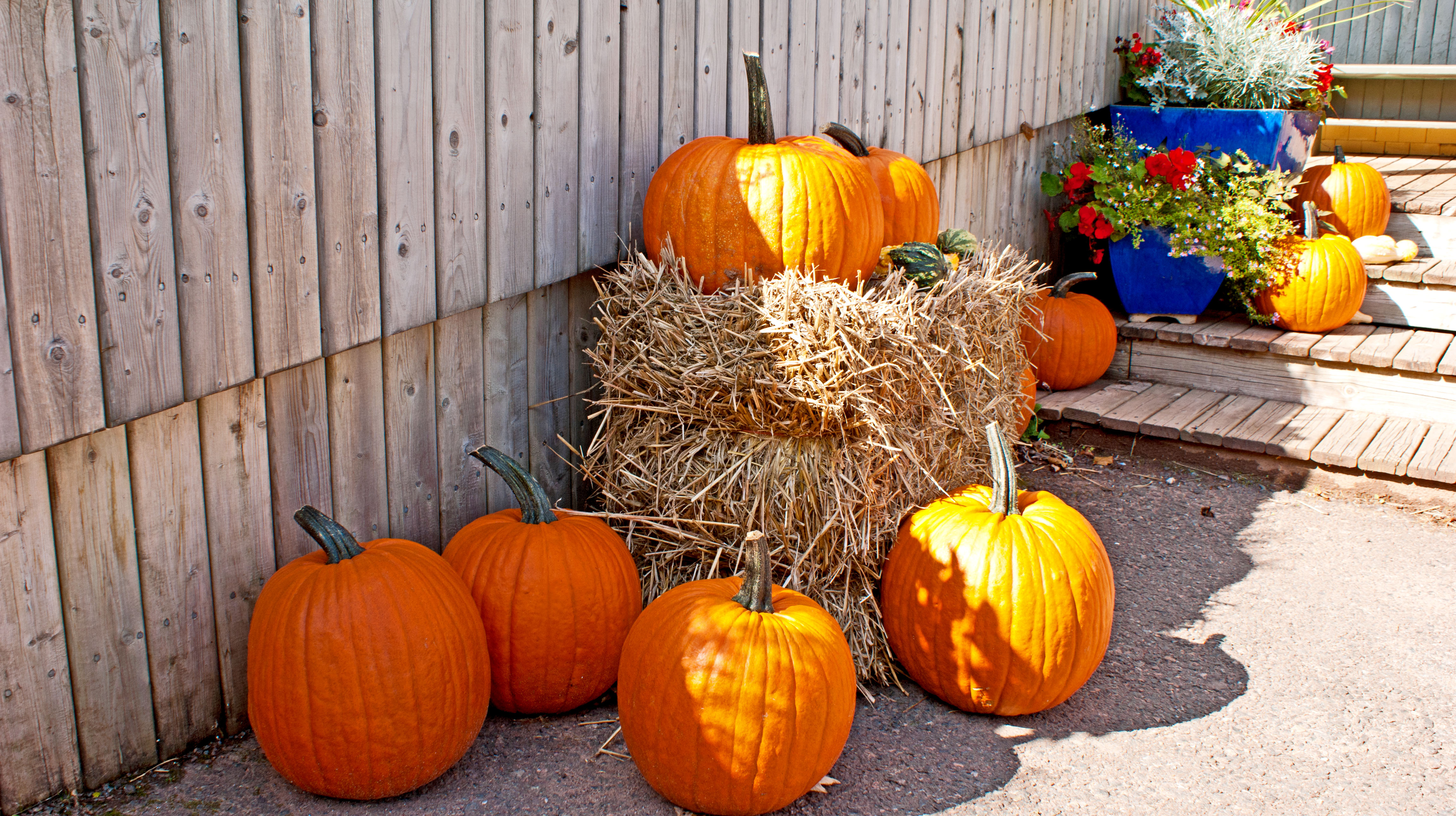 Charlottetown, Pumkins Ready