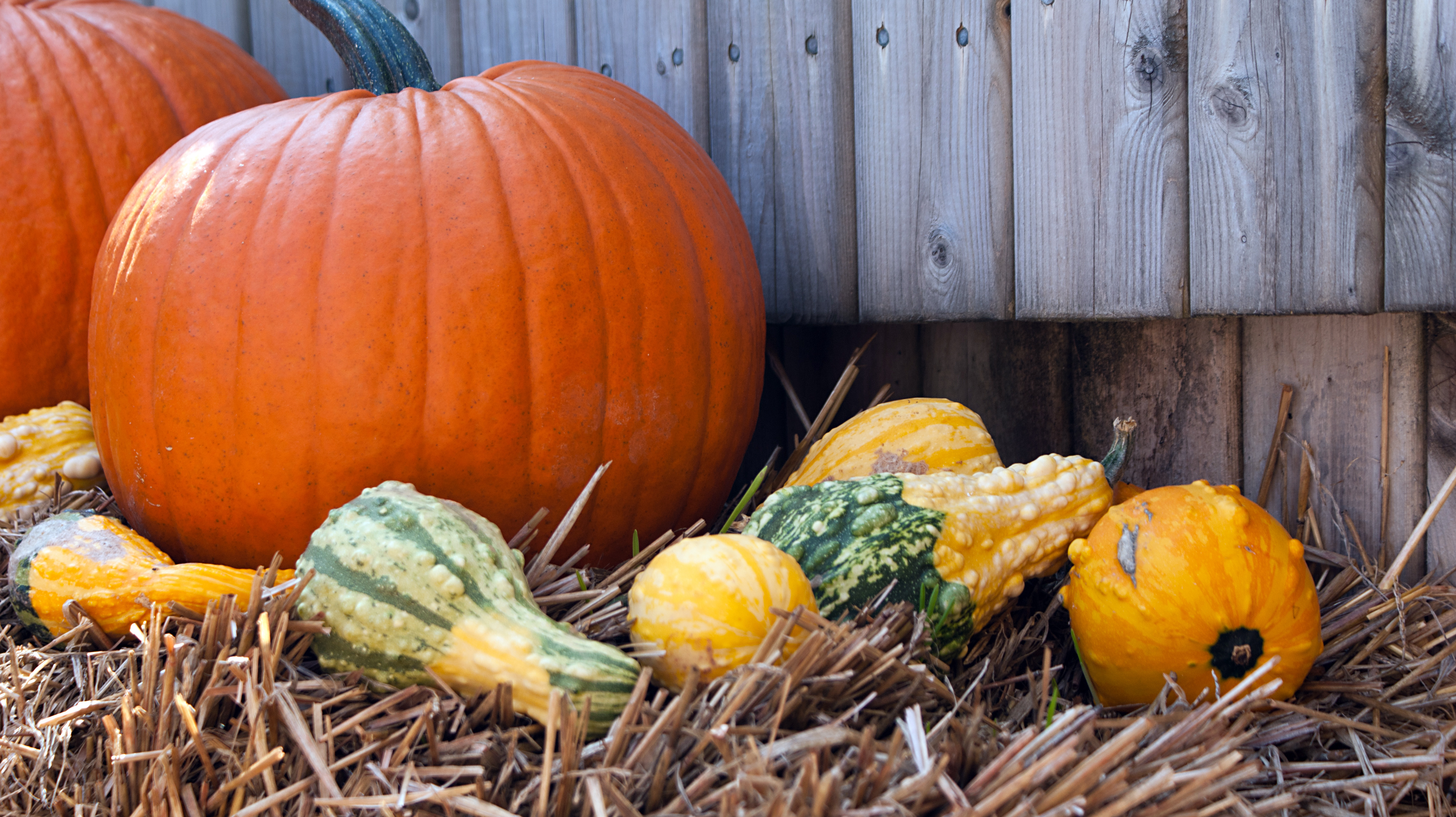 Charlottetown, Pumkins Ready