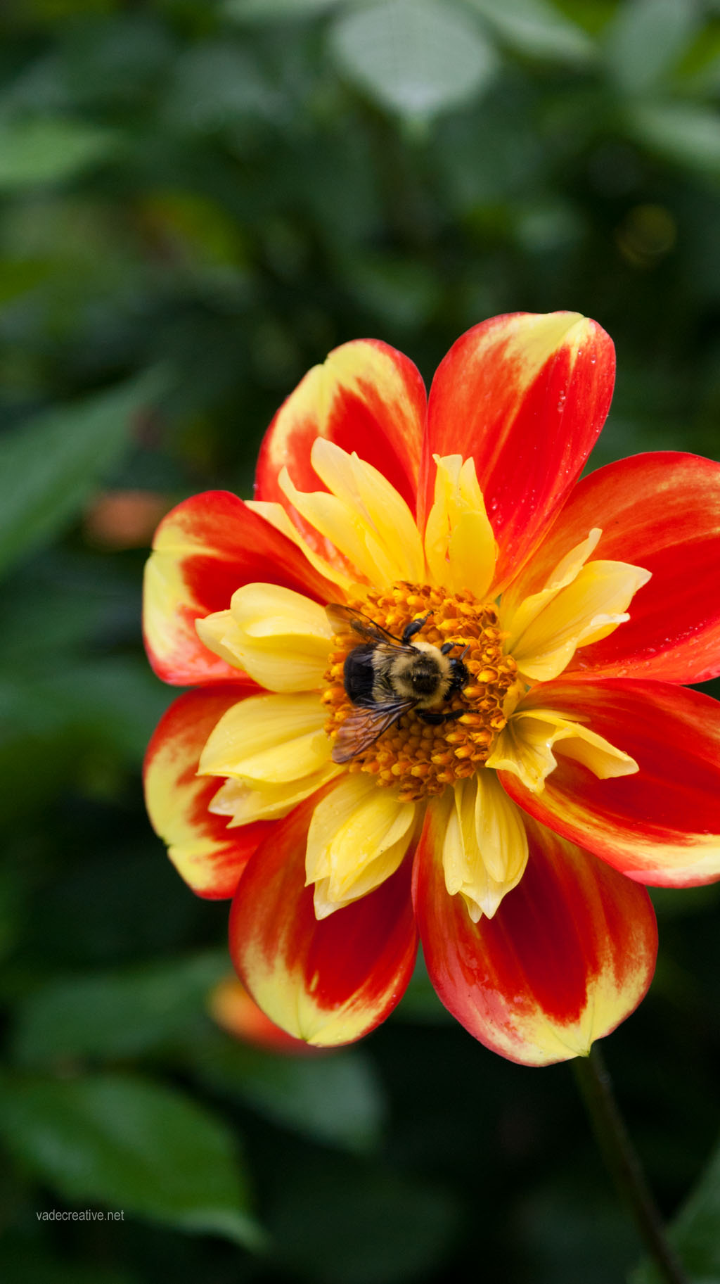 dahlia-with-bumble-bee