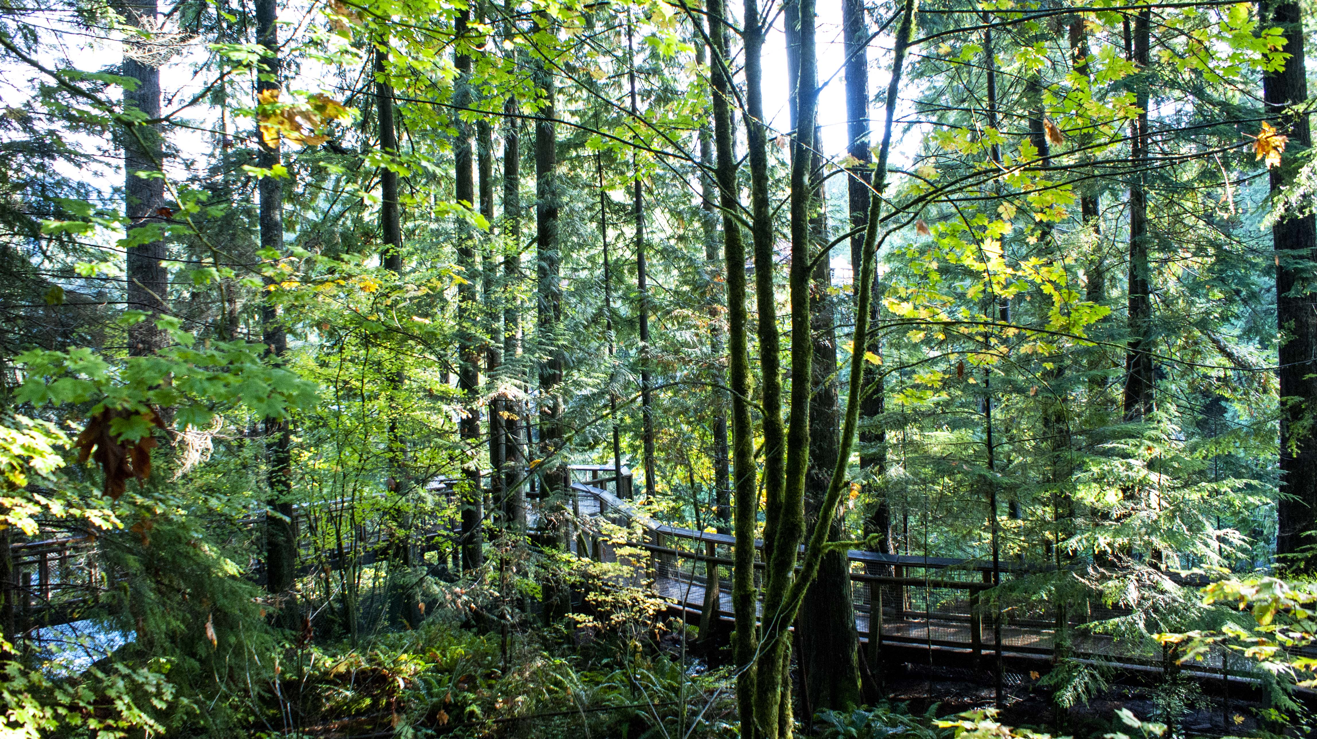 Capilano Suspension Bridge Park, Vancouver  <br />(Temperate Rainforest)