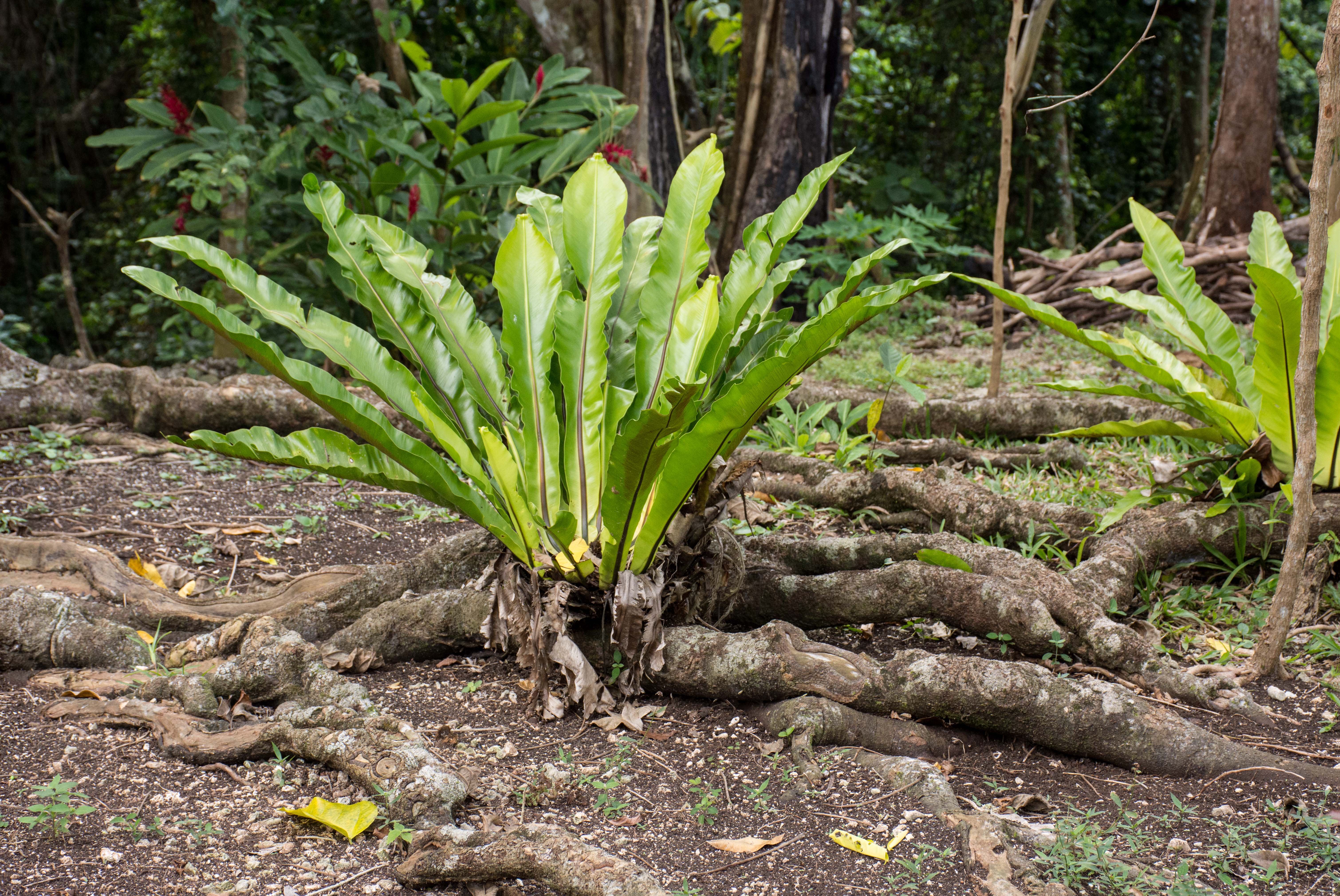 Luganville, Vanuatu