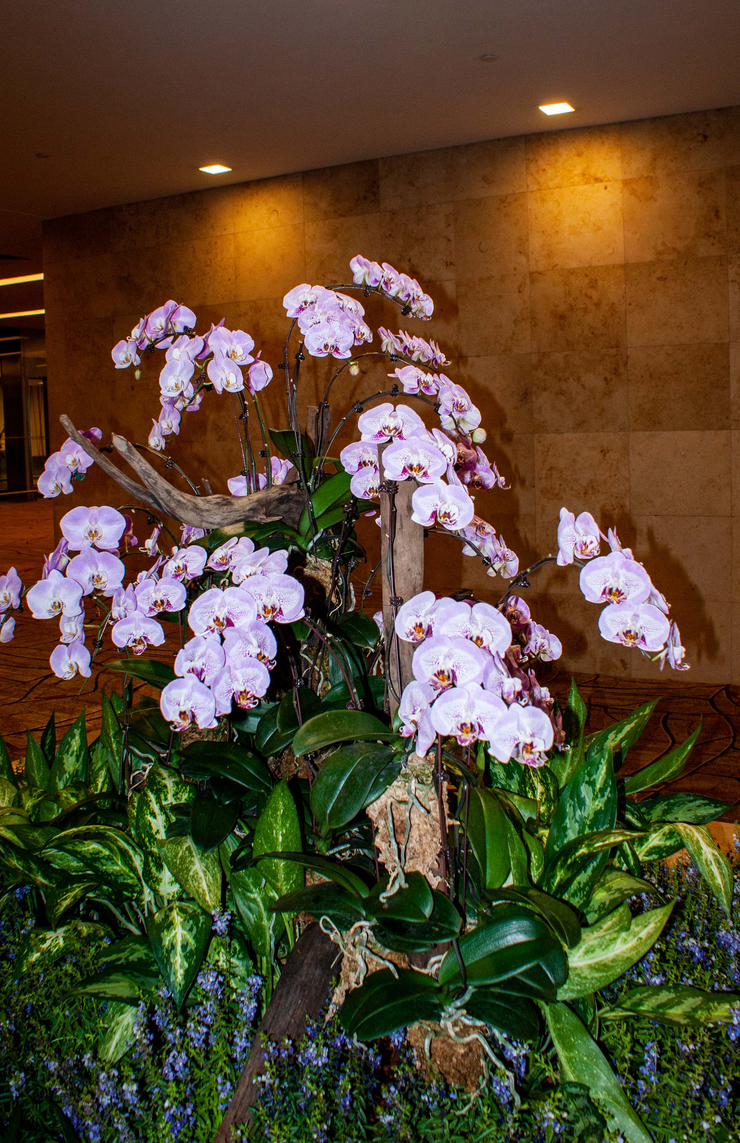 Orchid Display, Singapore Airport