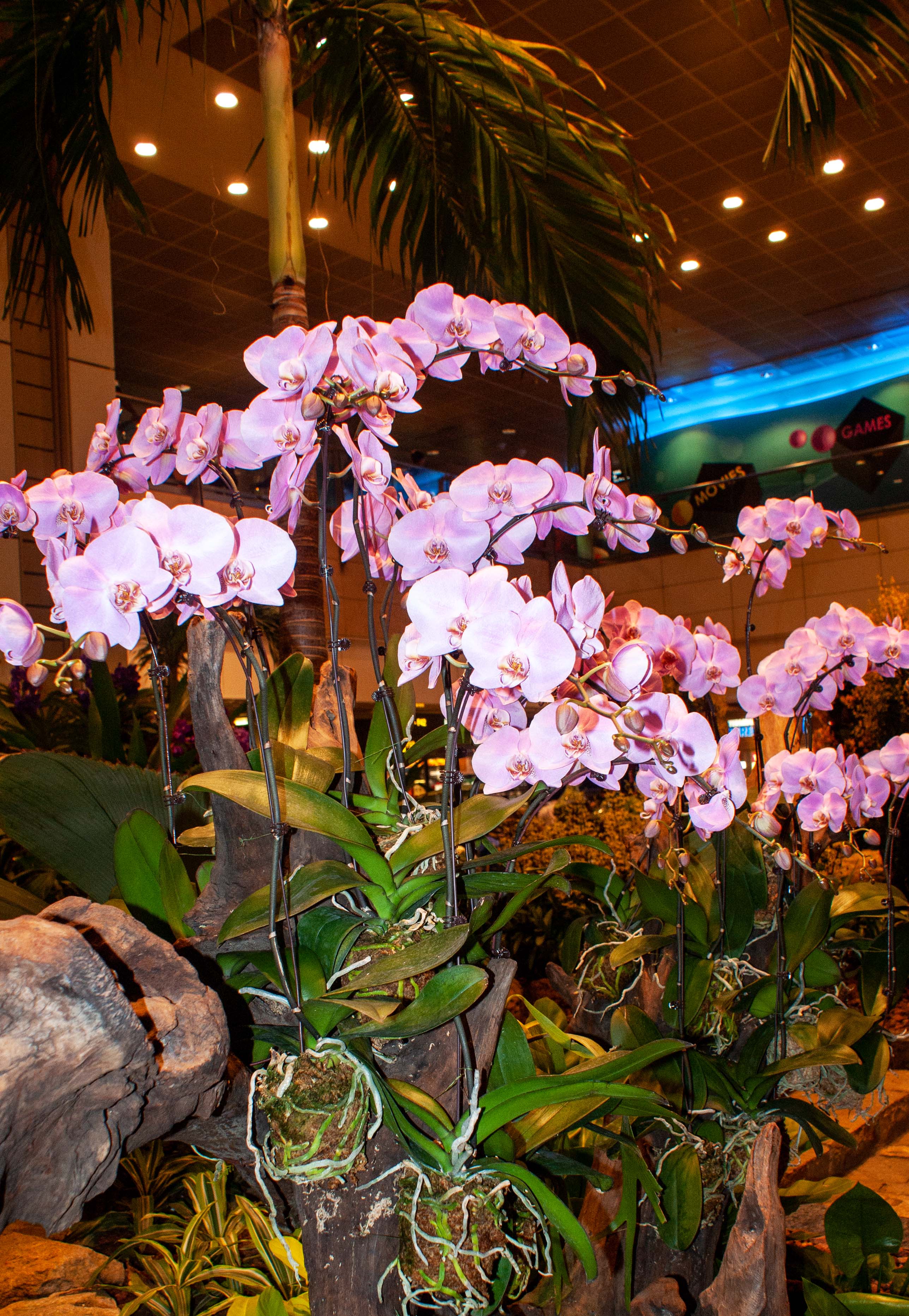 Orchid Display, Singapore Airport