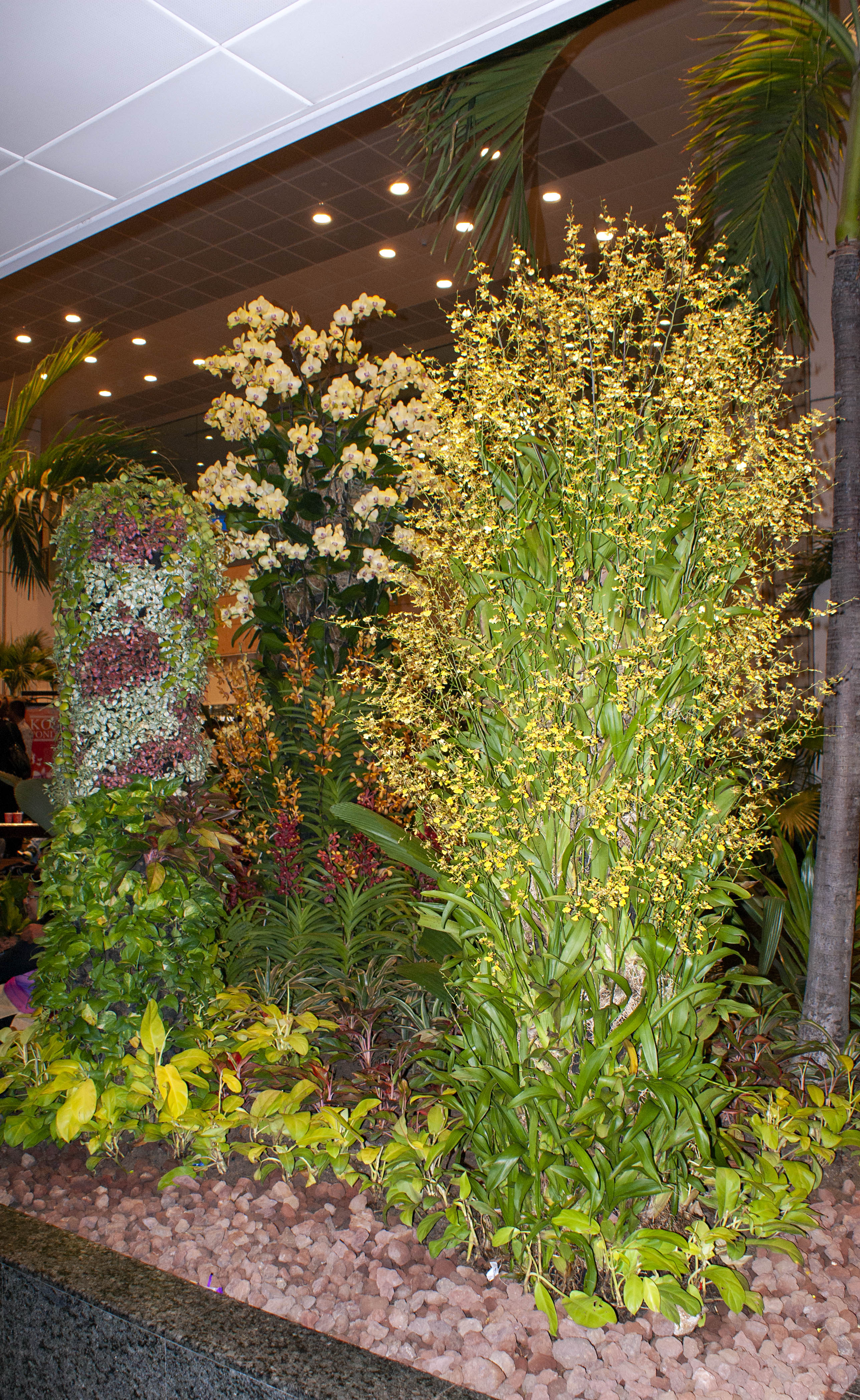 Orchid Display 