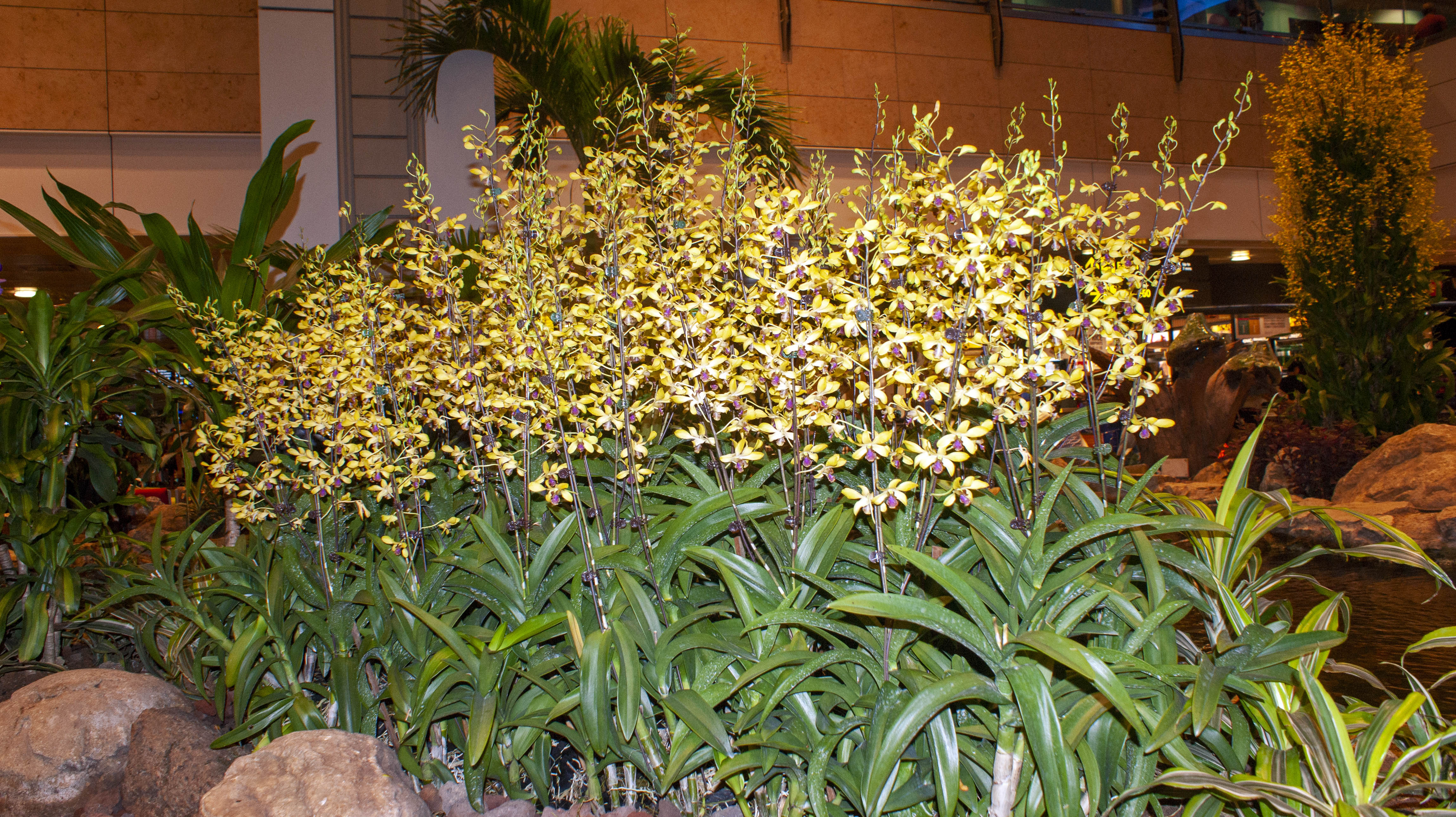 Orchid Display, Singapore Airport