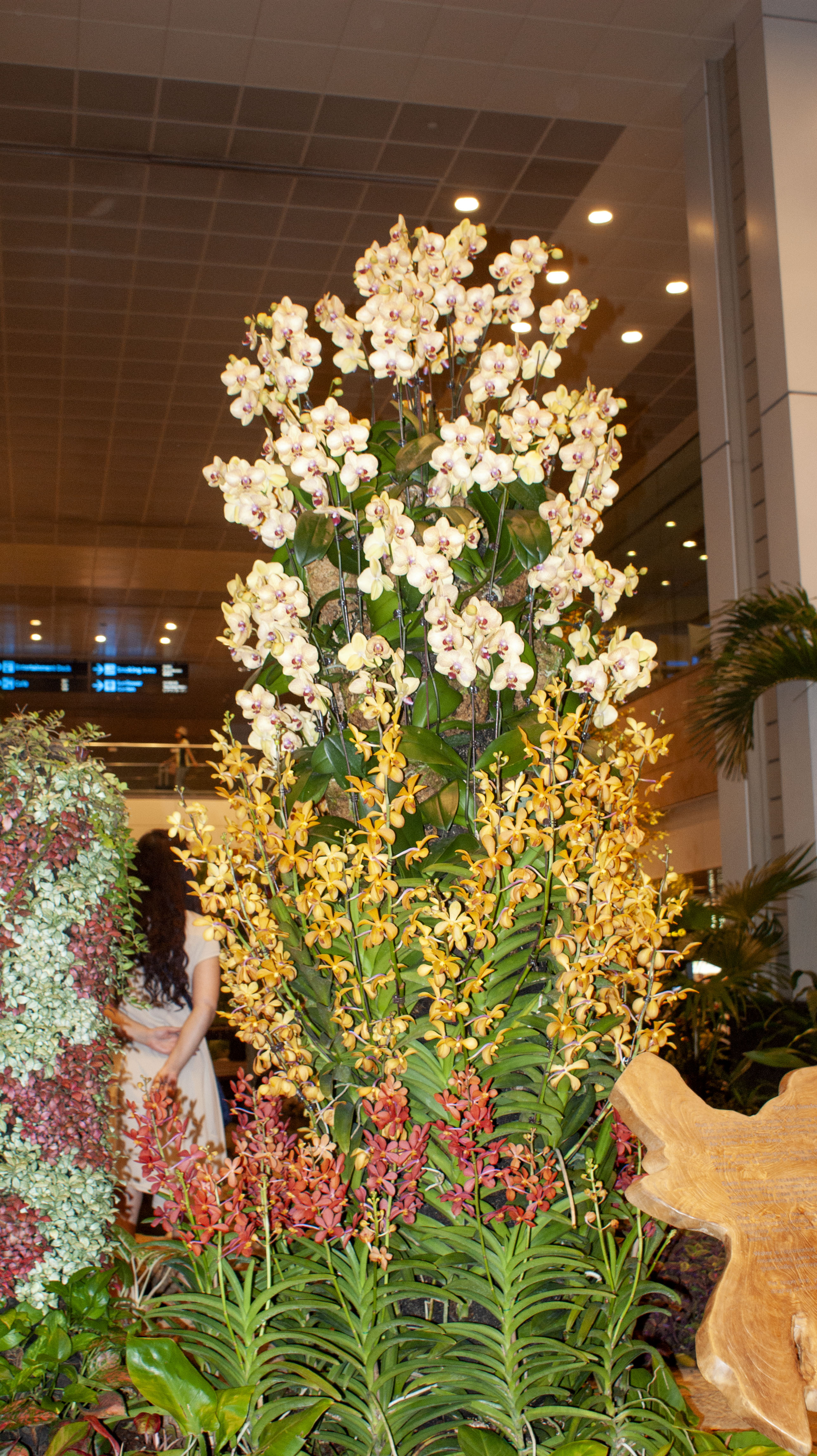 Orchid Display, Singapore Airport