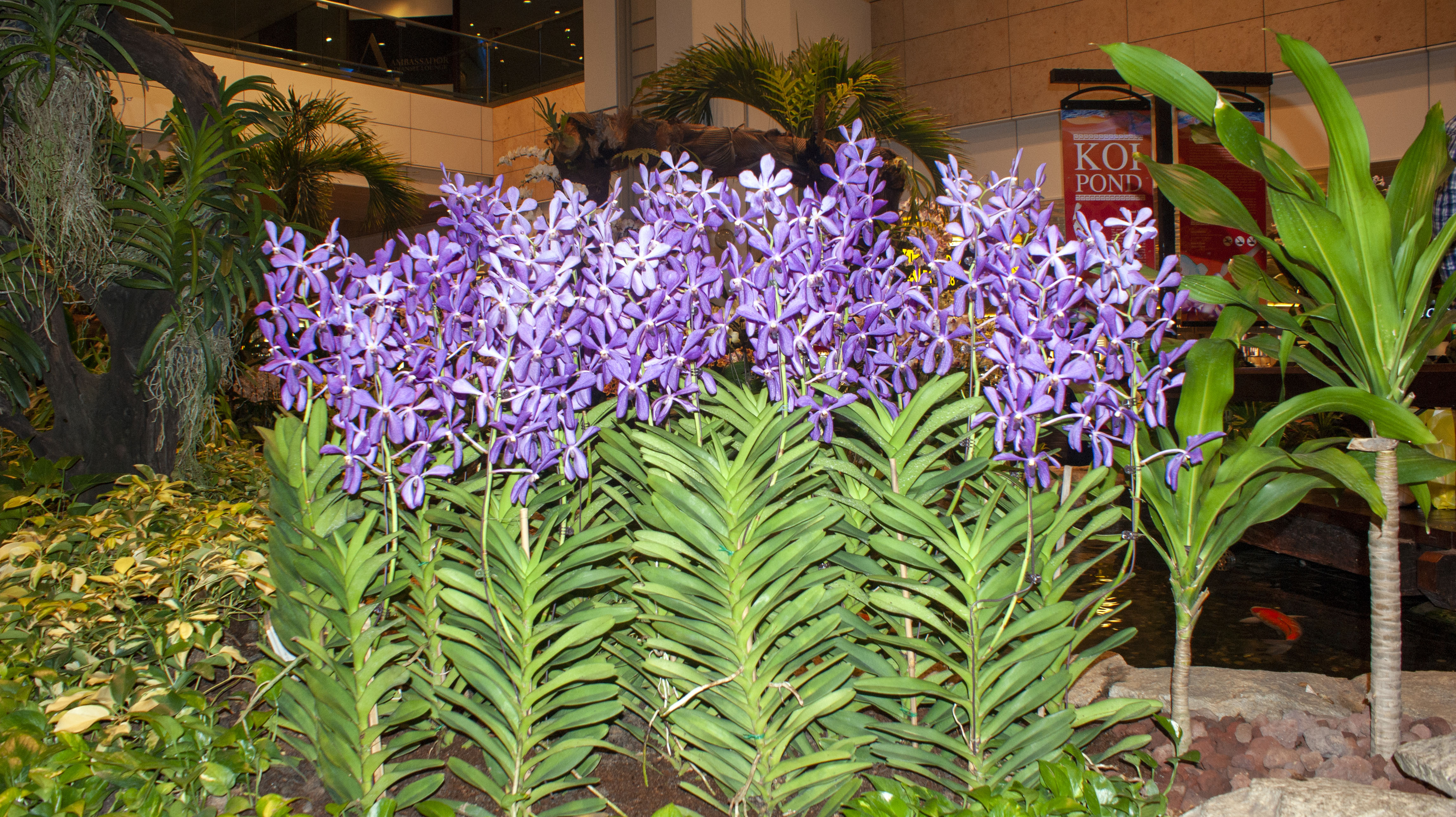 Orchid Display, Singapore Airport