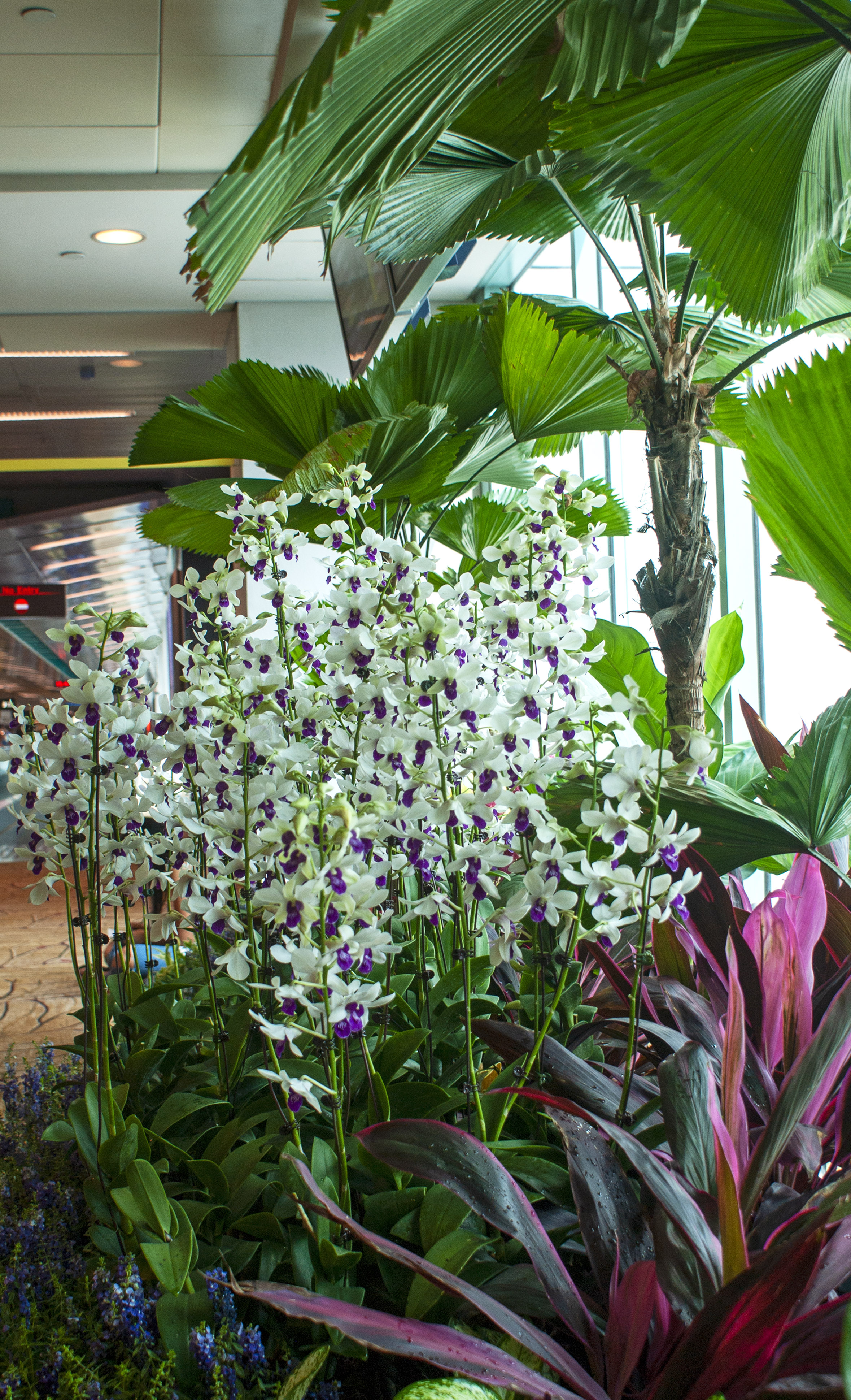 Orchid Display, Singapore Airport