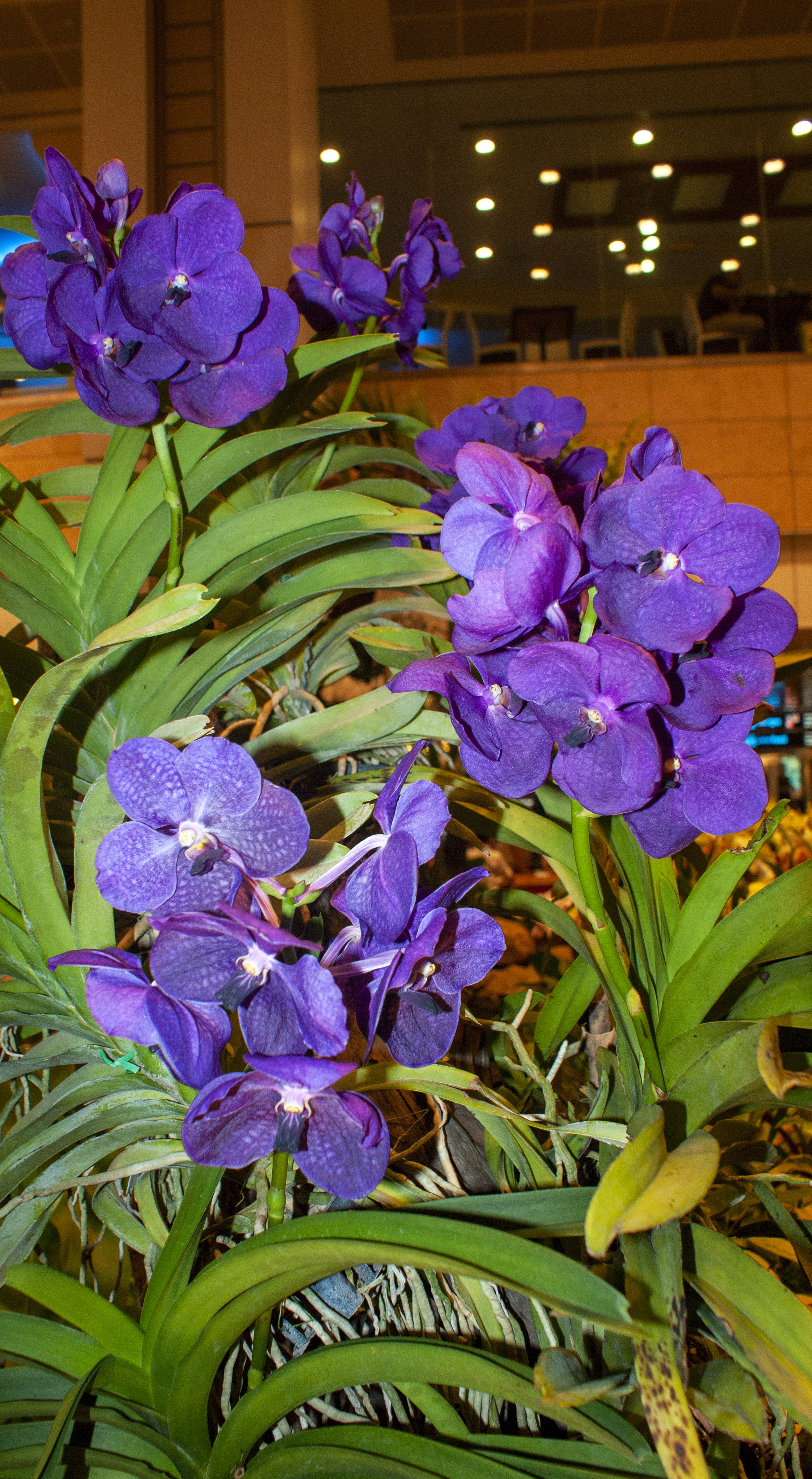 Orchid Display, Singapore Airport